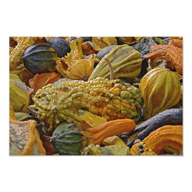 Variety of squash photo print (Front)