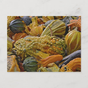 Variety of squash postcard