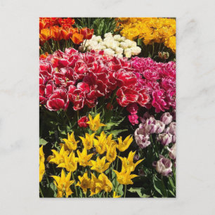 Variety of Tulips Postcard