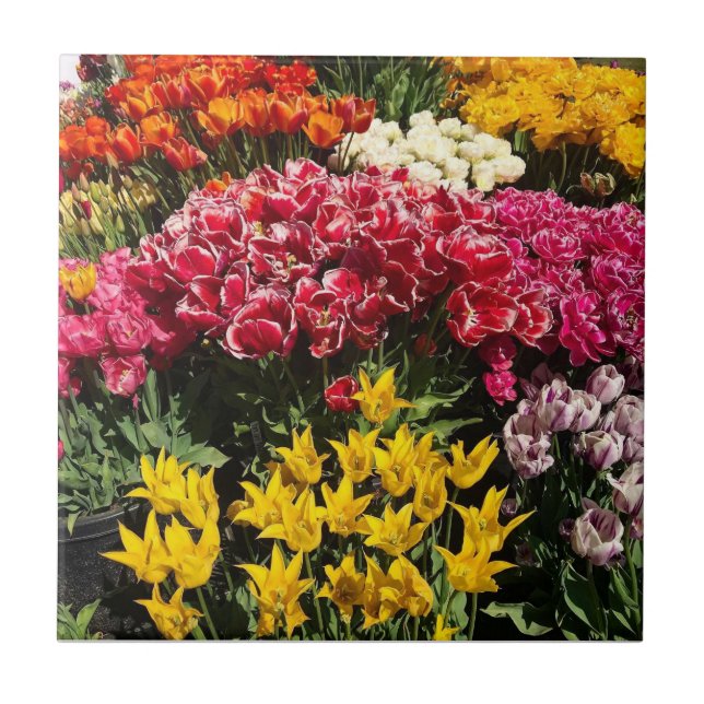 Variety of Tulips Tile (Front)