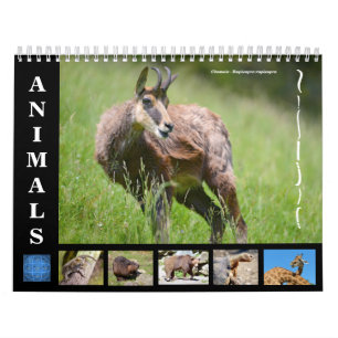 Various animals 12 month calendar