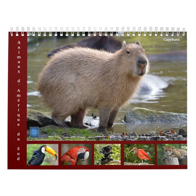 Various animals of South America 12 month Calendar (Cover)