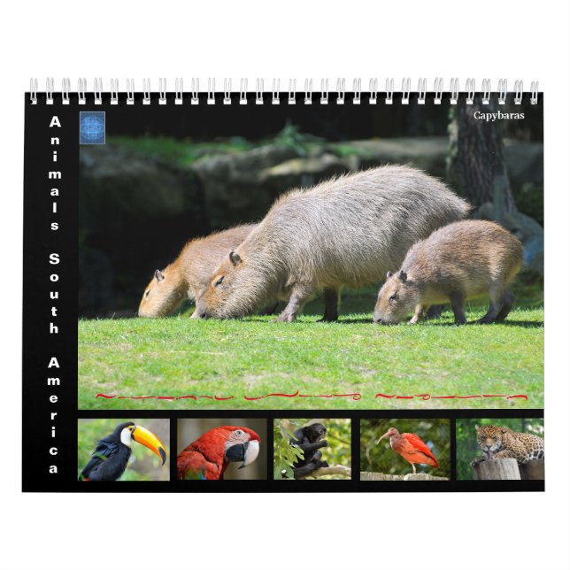 Various animals of South America 12 month Calendar (Cover)