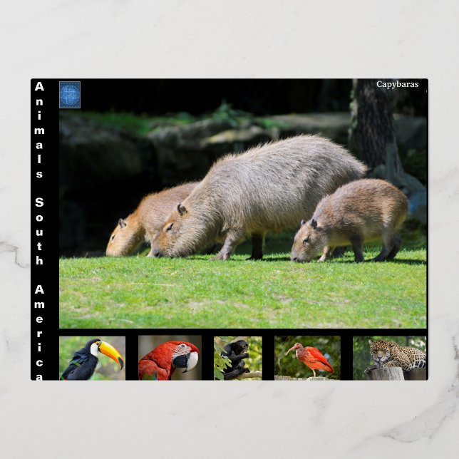 Various animals of South America Foil Holiday Postcard (Front)