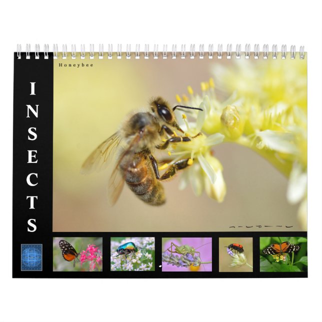 Various insects 12 month calendar (Cover)