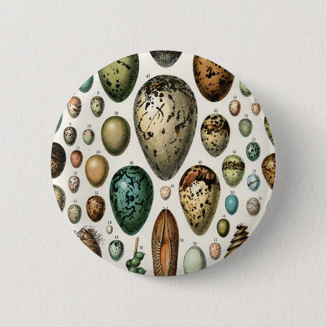 Various kinds of Egg Scientific Illustration 6 Cm Round Badge (Front)