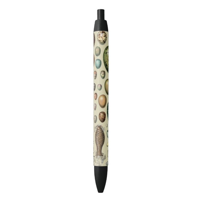 Various kinds of Egg Scientific Illustration Black Ink Pen (Front Vertical)