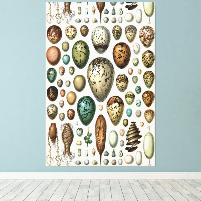 Various kinds of Egg Scientific Illustration Canvas Print (Insitu(Wood Floor))