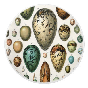 Various kinds of Egg Scientific Illustration Ceramic Knob