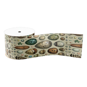 Various kinds of Egg Scientific Illustration Grosgrain Ribbon