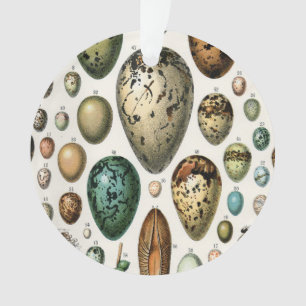 Various kinds of Egg Scientific Illustration Ornament