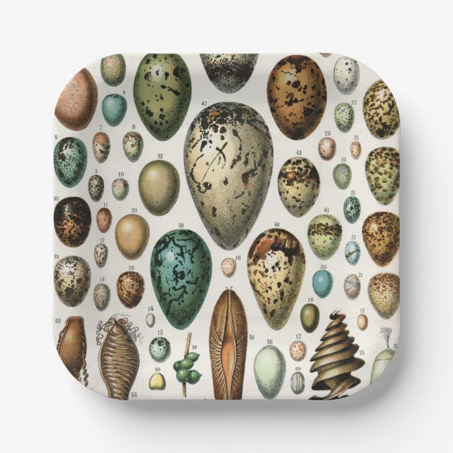 Various kinds of Egg Scientific Illustration Paper Plate (Front)