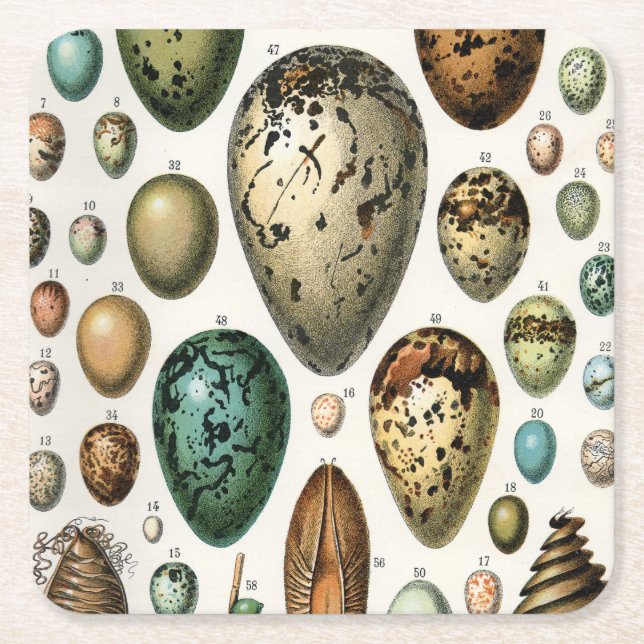 Various kinds of Egg Scientific Illustration Square Paper Coaster (Front)