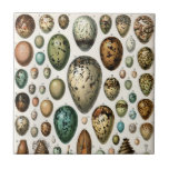 Various kinds of Egg Scientific Illustration Tile<br><div class="desc">The artwork titled "Various kinds of egg" was illustrated by Adolphe Millot for the Nouveau Larousse Illustré (1897–1904). It features a detailed, scientific depiction of various types of eggs from different species. The illustration showcases the variety in shape, texture, and colour of the eggs, with a strong emphasis on their...</div>