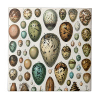 Various kinds of Egg Scientific Illustration