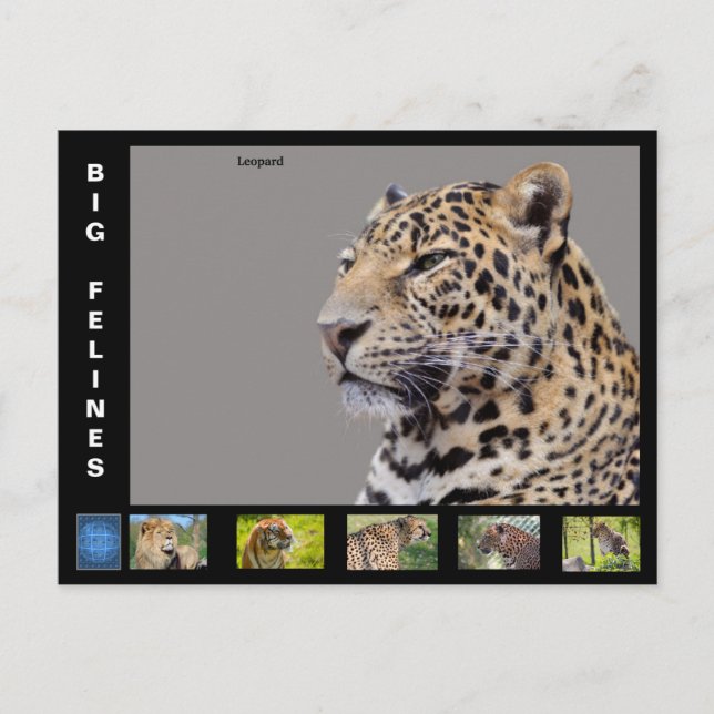 Various large cat-like  holiday postcard (Front)