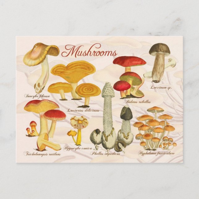 Various Mushrooms Postcard (Front)