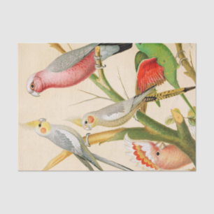 Various parakeets, Decoupage Tissue Paper
