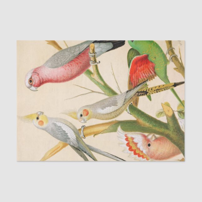 Various parakeets, Decoupage Tissue Paper (Front)