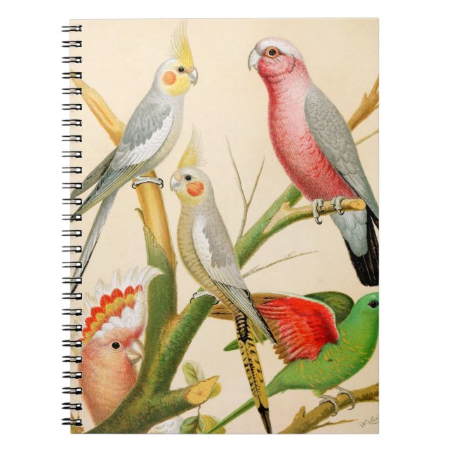 Various parakeets notebook (Front)