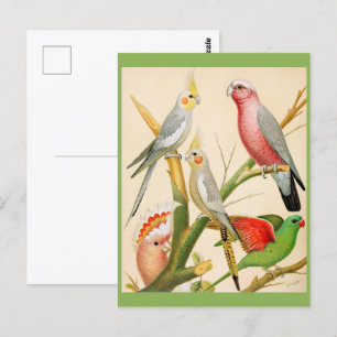 Various parakeets postcard