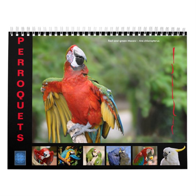Various parrots 12 month calendar (Cover)