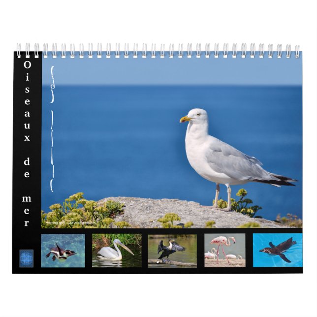Various sea birds 12 month calendar (Cover)