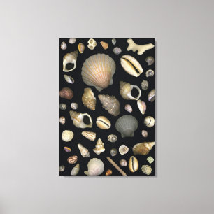 Various sea shells canvas print