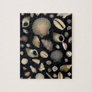 Various sea shells jigsaw puzzle