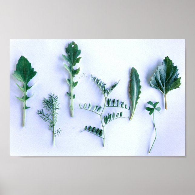 Various Shape Green Leaves Nature Feel Poster (Front)