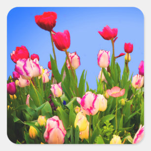 Various Tulips #3 Stickers