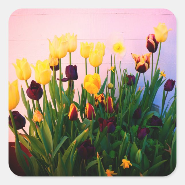 Various Tulips Stickers (Front)