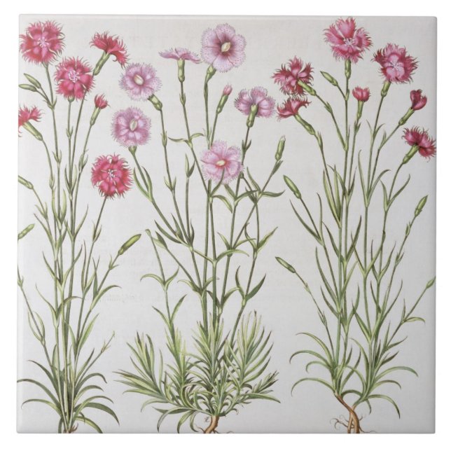 Various varieties of Dianthus, from the 'Hortus Ey Tile (Front)