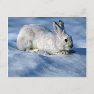 Varying Hare/Snowshoe Rabbit on open snow Postcard