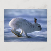 Varying Hare/Snowshoe Rabbit running across open s