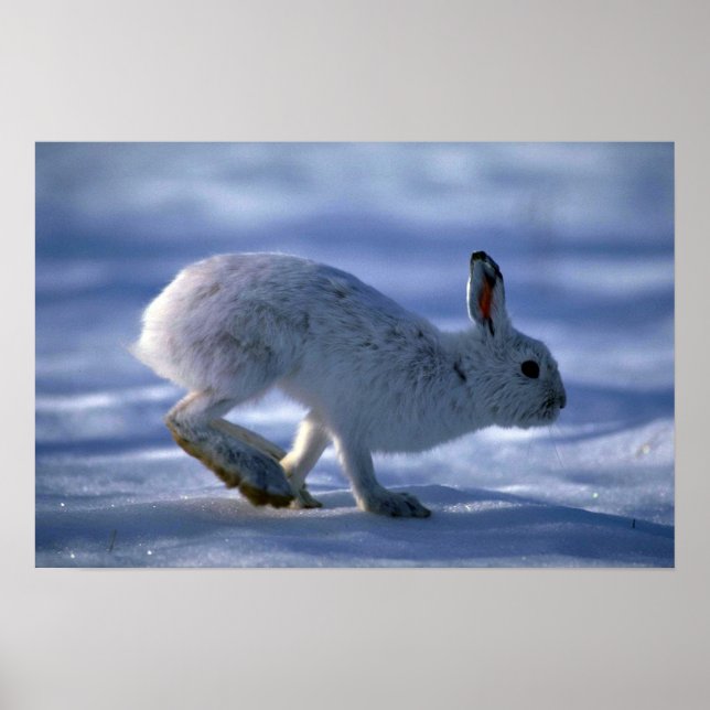 Varying Hare/Snowshoe Rabbit running across open s Poster (Front)