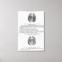 Vascular system of the brain