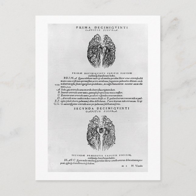 Vascular system of the brain postcard (Front)