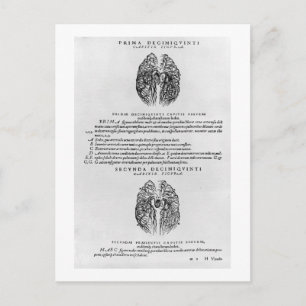 Vascular system of the brain postcard