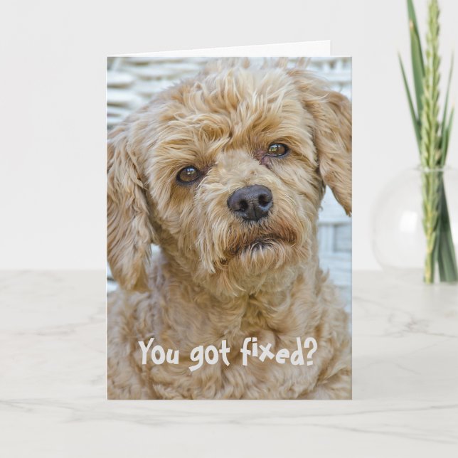 Vasectomy Dog Humour Card (Front)