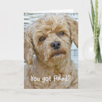 Vasectomy Dog Humour