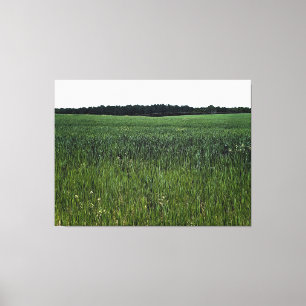 Vast Green Field under Clear Sky Canvas Print