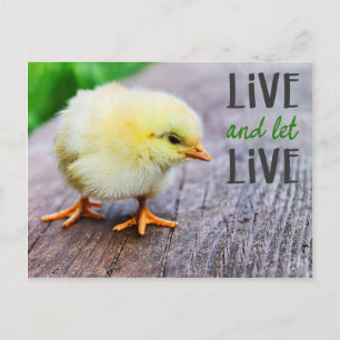 Vegan "Live and let live" with cute chick Postcard