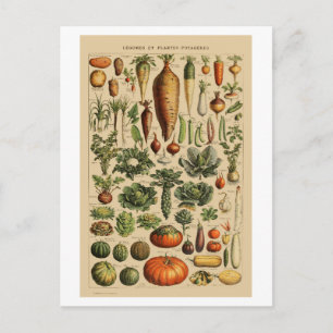 Vegetables Vintage French Book Page Postcard