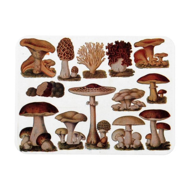Vegetarian hipster steampunk vintage mushroom magnet (Horizontal)
