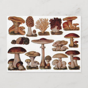 Vegetarian hipster steampunk vintage mushroom postcard