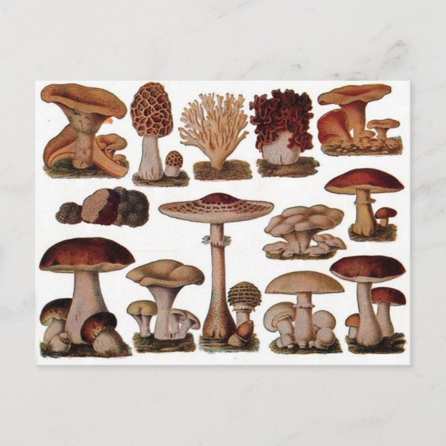 Vegetarian hipster steampunk vintage mushroom postcard (Front)