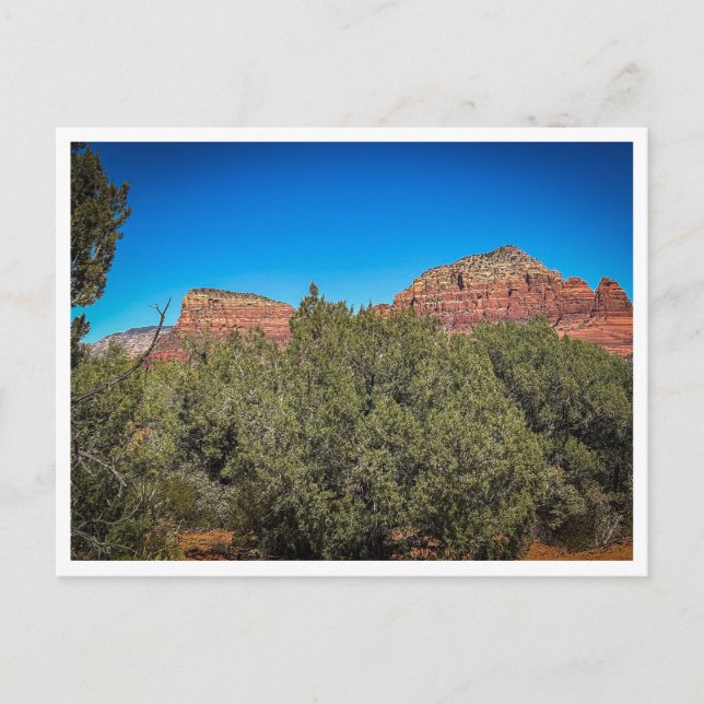 vegetation postcard (Front)