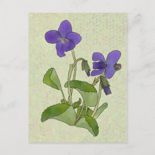 Veilchen Postcard