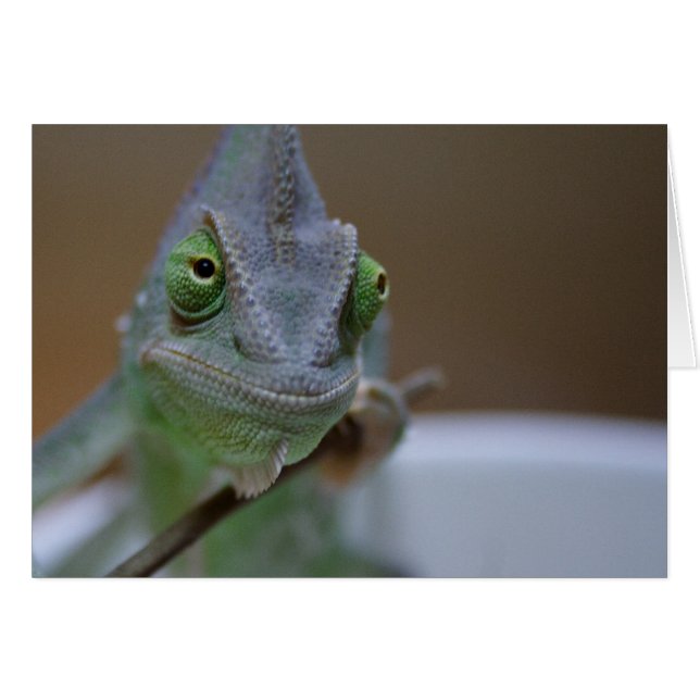 Veiled Chameleon (Front Horizontal)